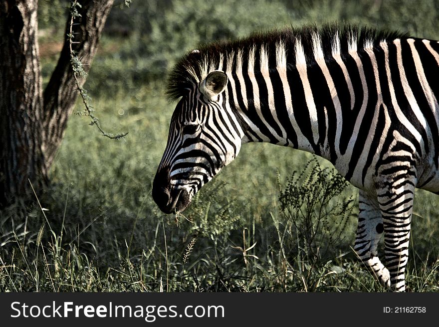 Zebra In Kruger National Park, South Africa