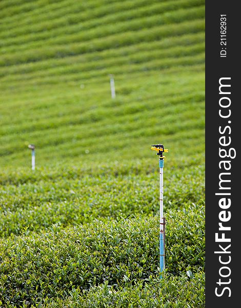 Green tea farm with blue sky background