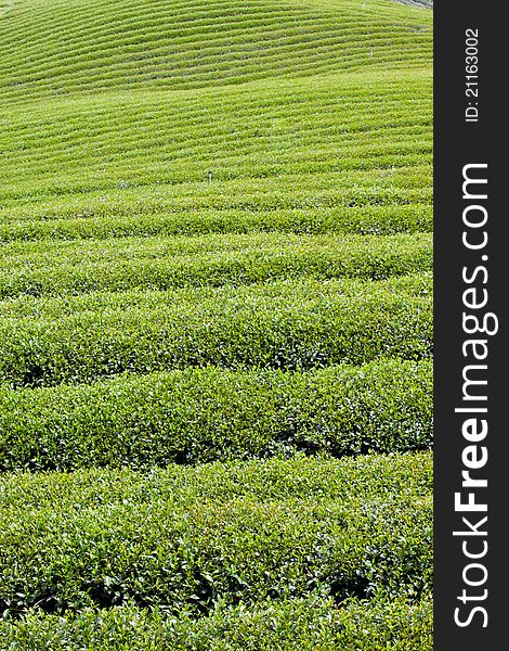Green tea farm in thailand
