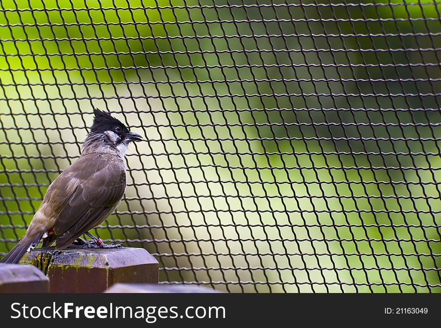 Pycnonotus cafer inside a bird net