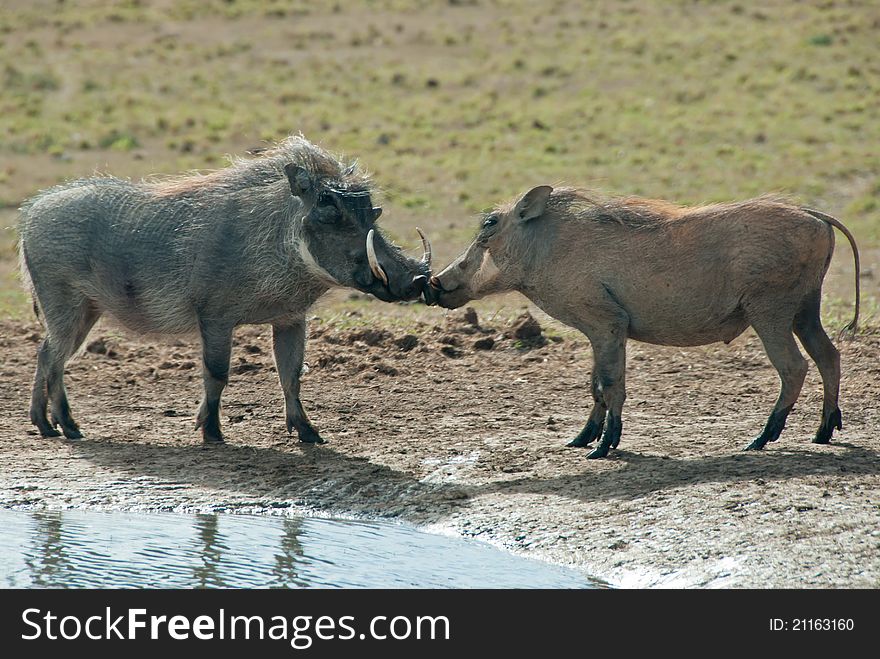 Warthogs touching mouth next to a water hole, South Africa. Warthogs touching mouth next to a water hole, South Africa