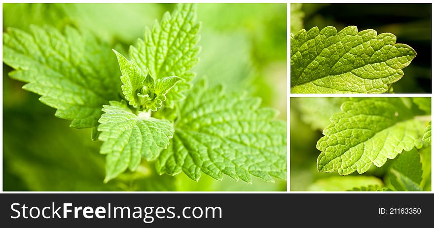 Set of images of fresh green mint leaves