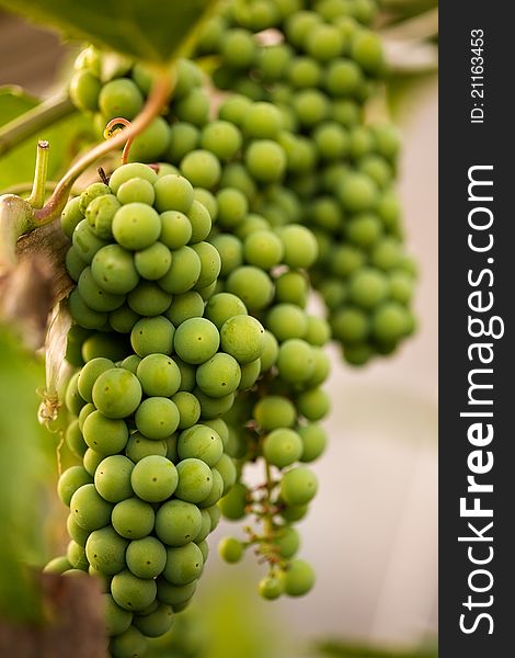 Bunch of white vine grapes