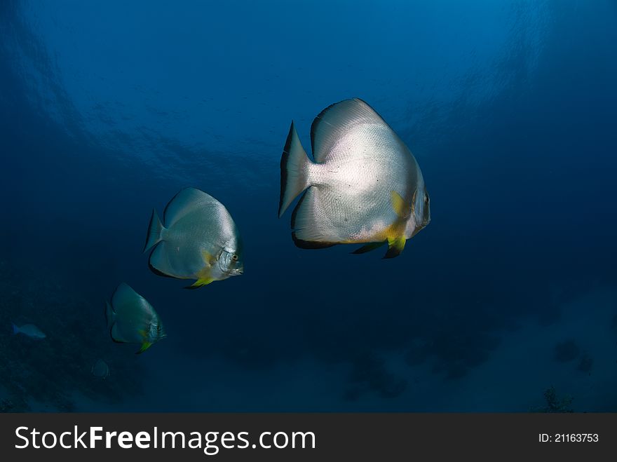 A close up on Batfish, Ras Um Sid, Egypt. A close up on Batfish, Ras Um Sid, Egypt