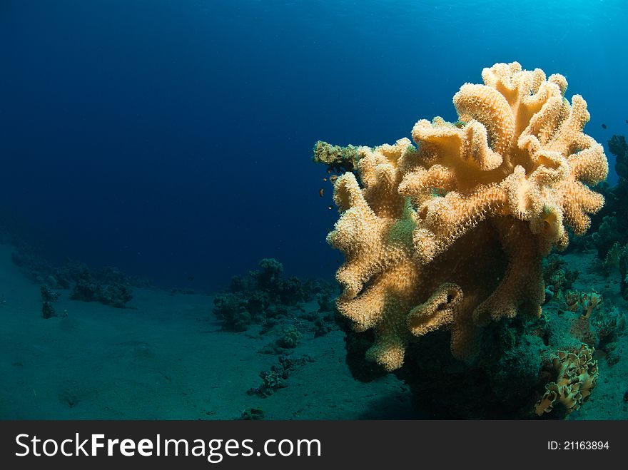 Close up on Mushroom Coral, Dahab, Egypt
