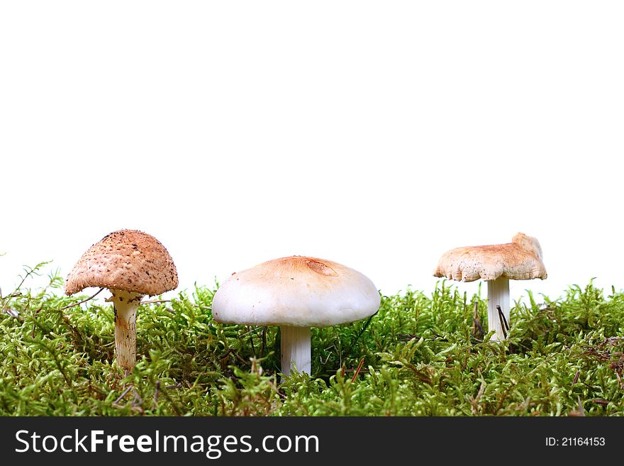 Three toadstools in green moss over white background