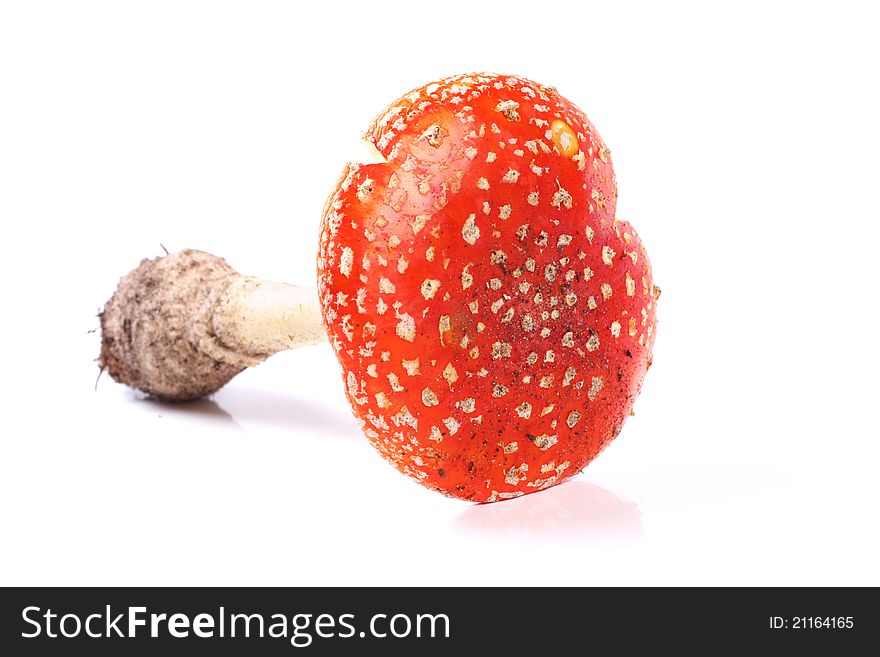 Red amanita isolated on white background