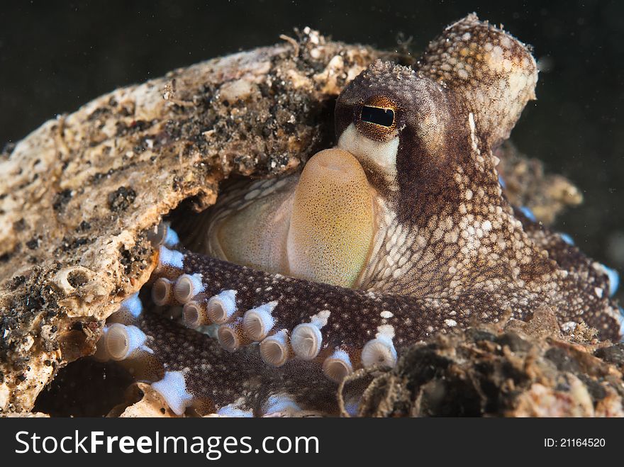 An octopus seeking protection in a shell, Raja Ampat, Indonesia. An octopus seeking protection in a shell, Raja Ampat, Indonesia