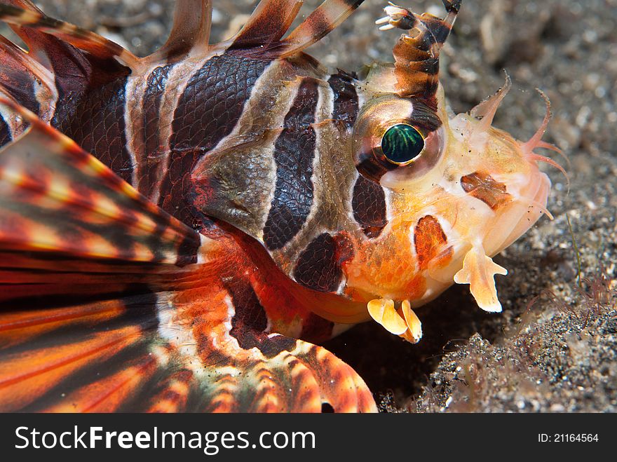 A common lionfish lying on the sea bed, Sulawesi, Indonesia. A common lionfish lying on the sea bed, Sulawesi, Indonesia