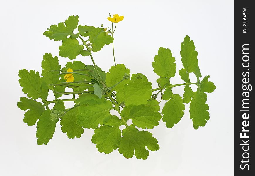 Celandine in studio on white