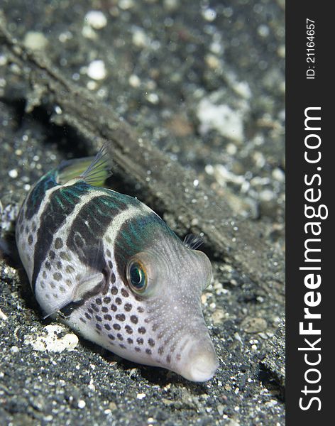 Saddled toby pufferfish lying on the sea bed, Sulawesi, Indonesia. Saddled toby pufferfish lying on the sea bed, Sulawesi, Indonesia