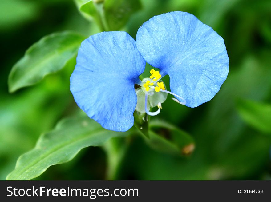 A flower with two blue elephant ears like leafs. A flower with two blue elephant ears like leafs.