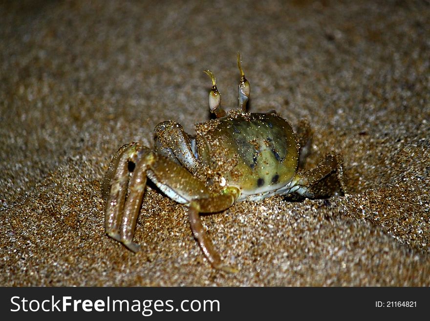 A common night crab crawling out of his hole. A common night crab crawling out of his hole.
