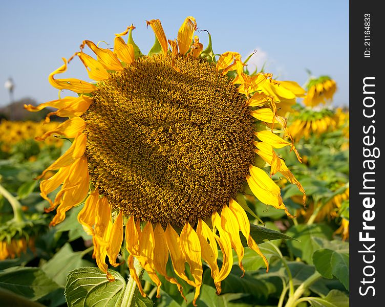 Withered sunflower with blue sky