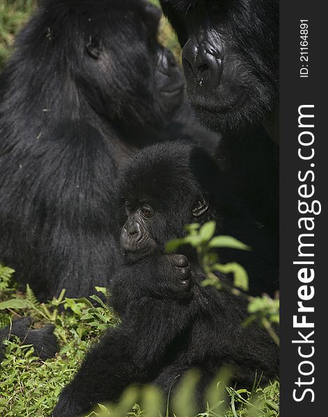 Mothering Gorilla
