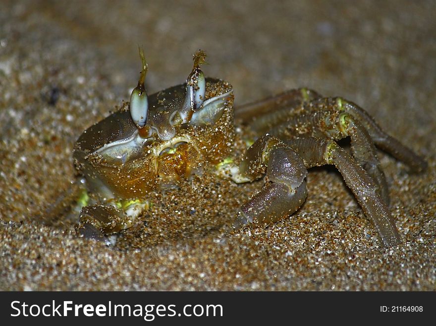 A common night crab crawling out of his hole. A common night crab crawling out of his hole.