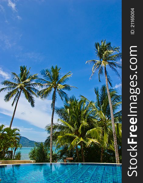 Swiming pool and coconut tree