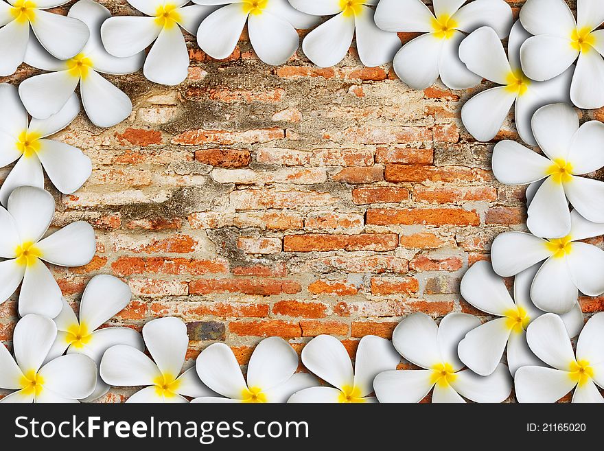 Frangipani tropical flowers on brick background. Frangipani tropical flowers on brick background