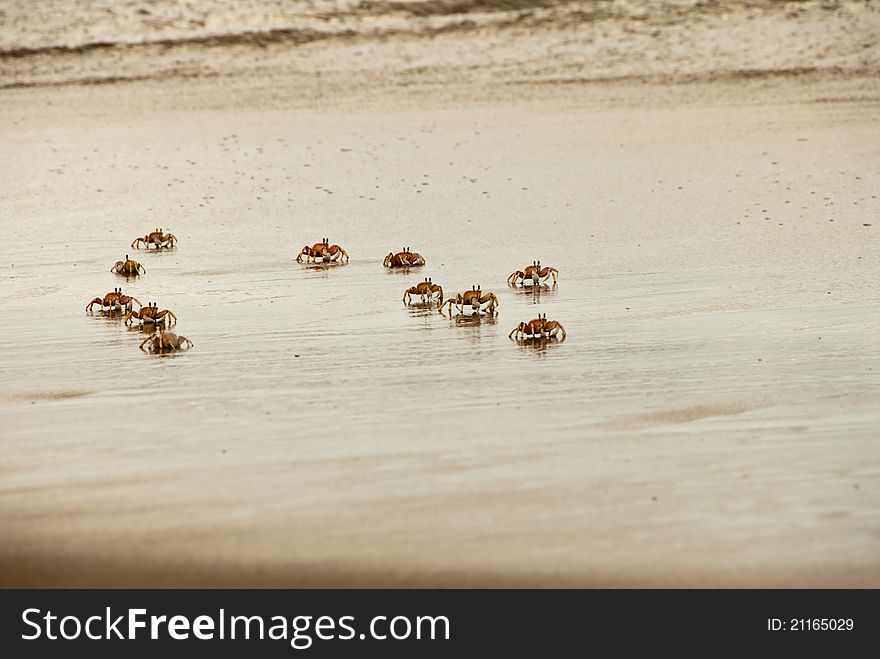 Family of crabs running over the sandy beach, Sodwana Bay. Family of crabs running over the sandy beach, Sodwana Bay