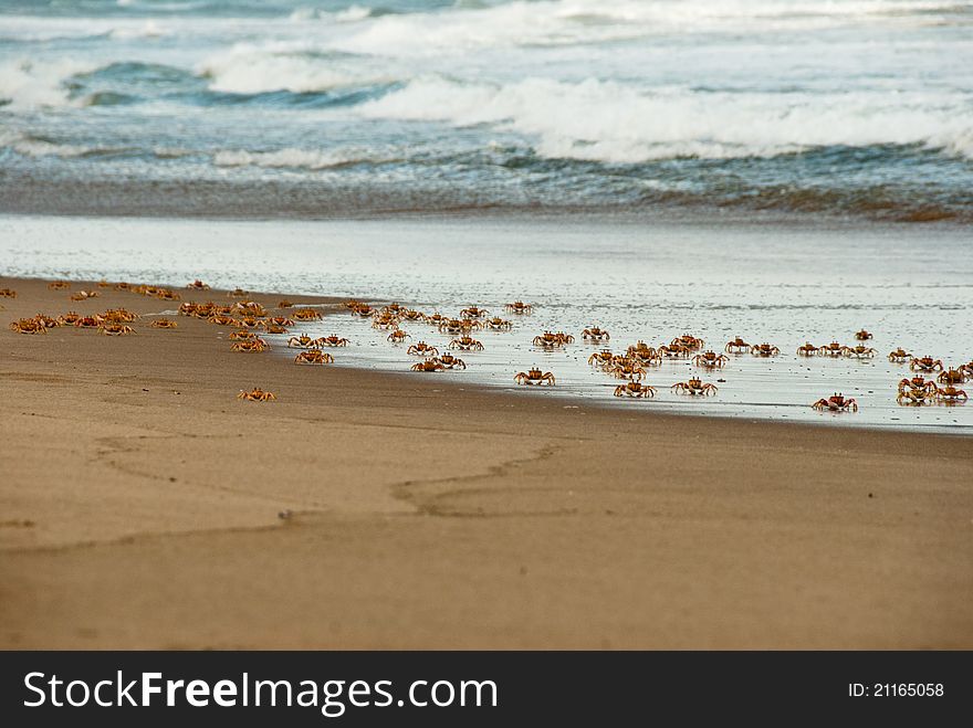 A group of crabs moving across the beach, South Africa. A group of crabs moving across the beach, South Africa