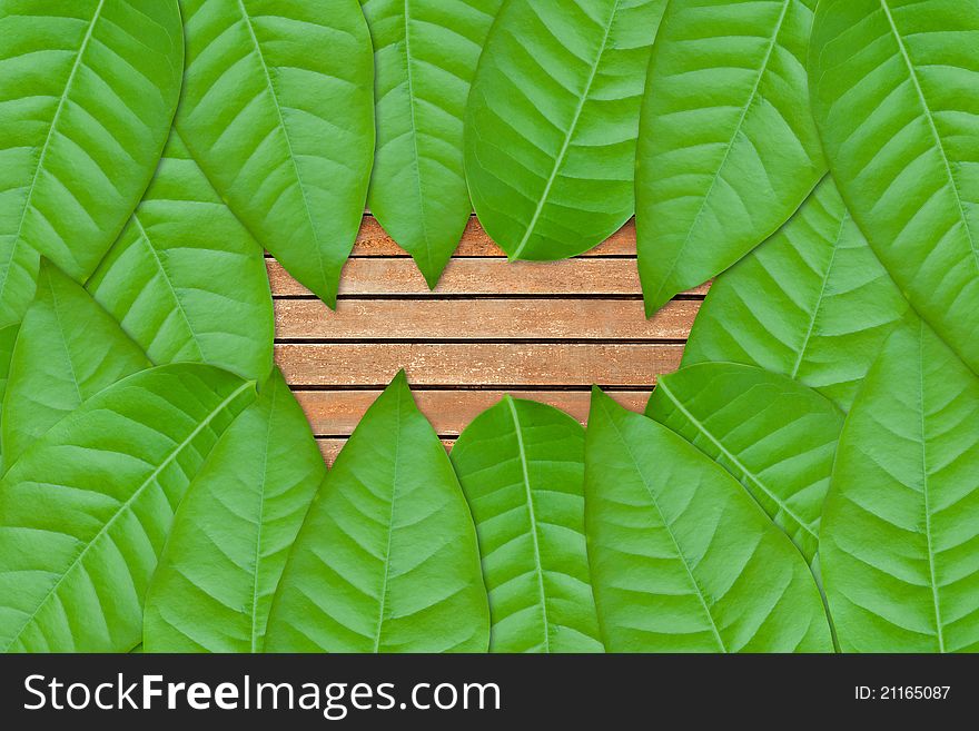 Green leaves on wood background