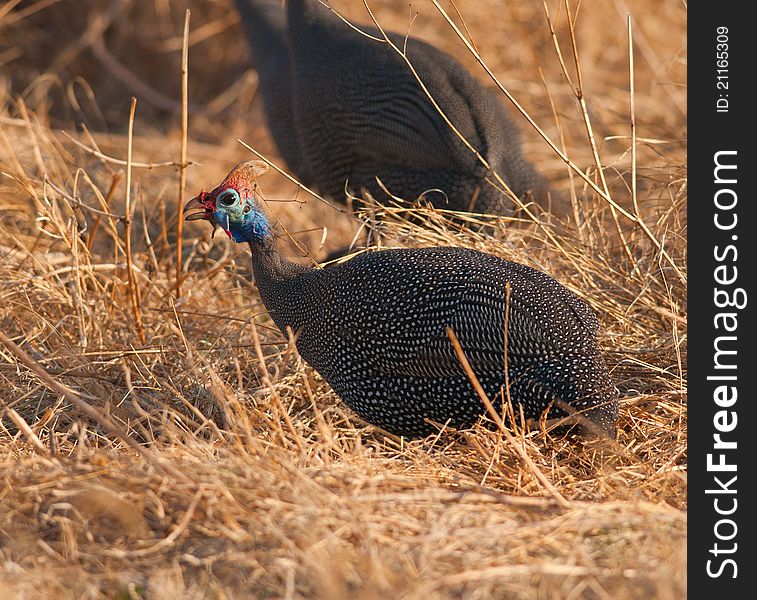 Helmet Guineafowl with vivid red and blue head running in dry grassland