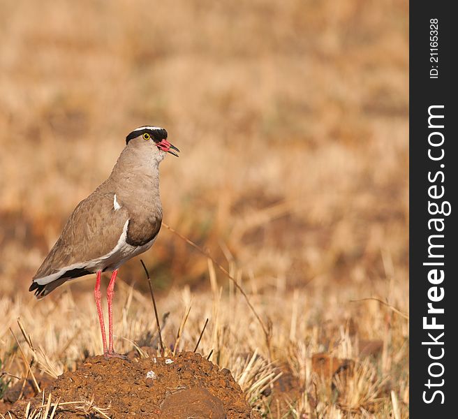 Crowned Plover with open mouth on a head of sand with dry grass background. Crowned Plover with open mouth on a head of sand with dry grass background