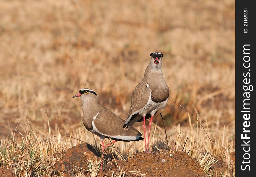 Pair of crowned plovers on mound of sand in front of dry grasslands
