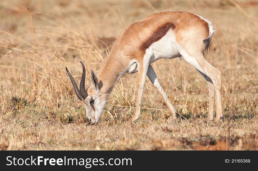 Male Springbok grazing in dry grassland. Male Springbok grazing in dry grassland