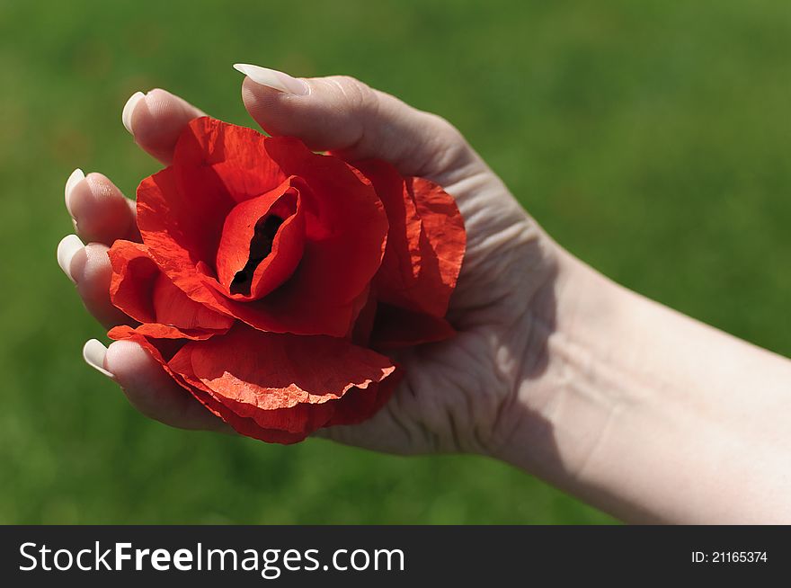 Gorgeous poppy flower held in a woman's hand. Gorgeous poppy flower held in a woman's hand
