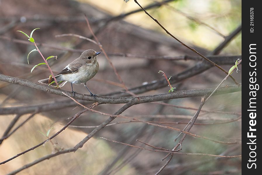 The Pied Flycatcher (Ficedula hypoleuca) likes to hide in the middle of the vegetation and may seldom be seen in open space. The Pied Flycatcher (Ficedula hypoleuca) likes to hide in the middle of the vegetation and may seldom be seen in open space.