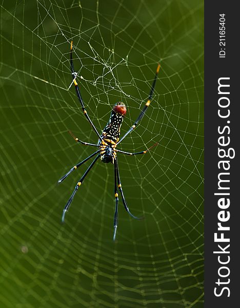 Golden silk orb weaver spider named Nephila Pilipes creating its large web. Golden silk orb weaver spider named Nephila Pilipes creating its large web