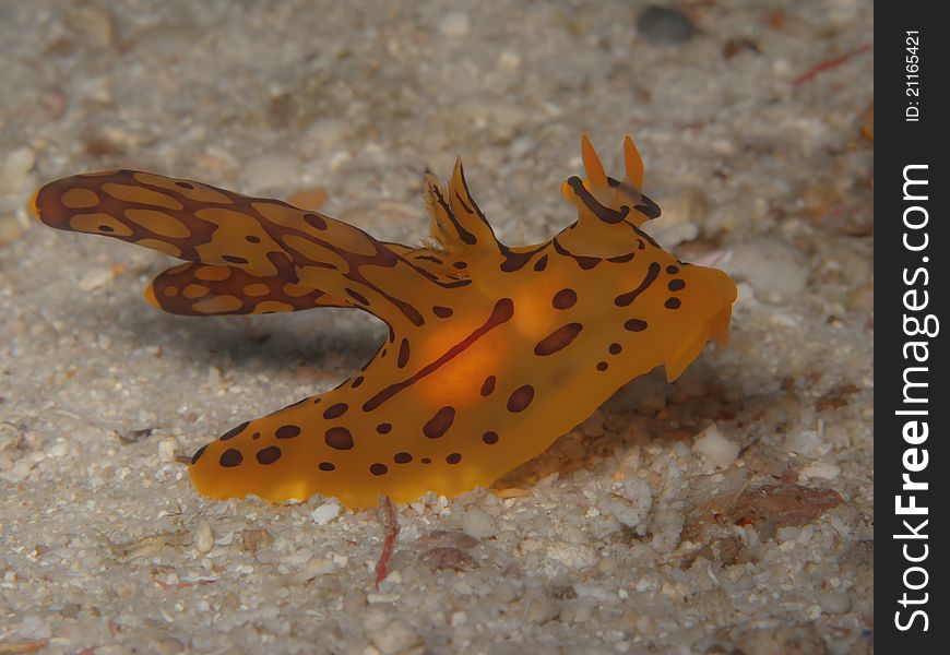 The thecacera sp. under water picture form similan