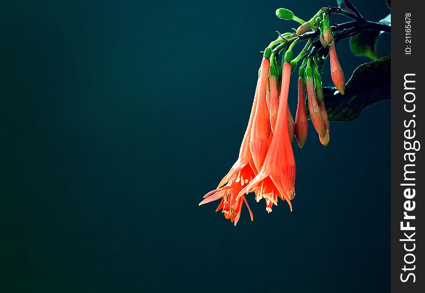 Fuchsia flowers on blue-green background. It is theme of nature.