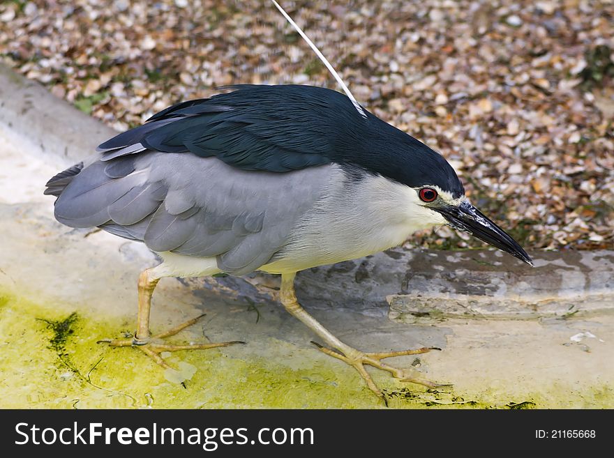 Black crowned night heron is the most widespread heron in the world