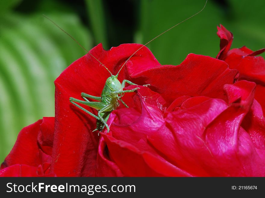 Small green grasshopper comes from bleed red