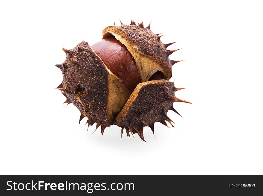 Chestnut have prickly crust with thorn in autumn