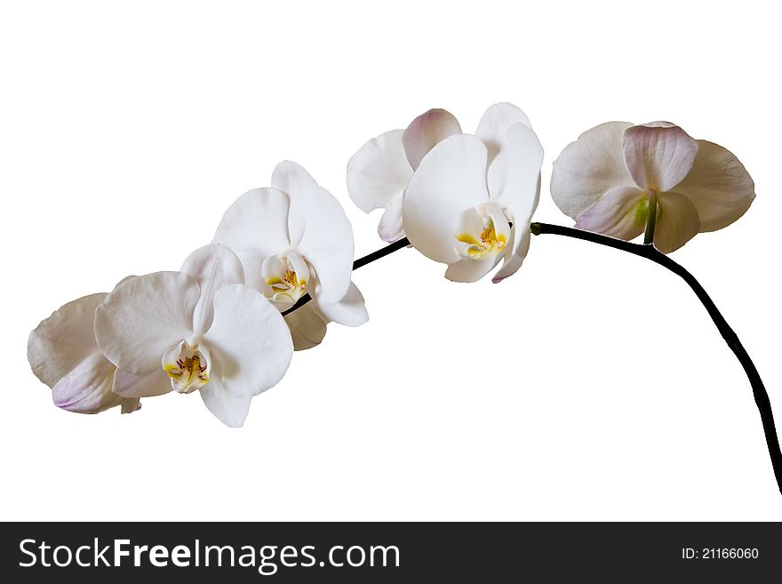 Flowers purple orchids on a white background