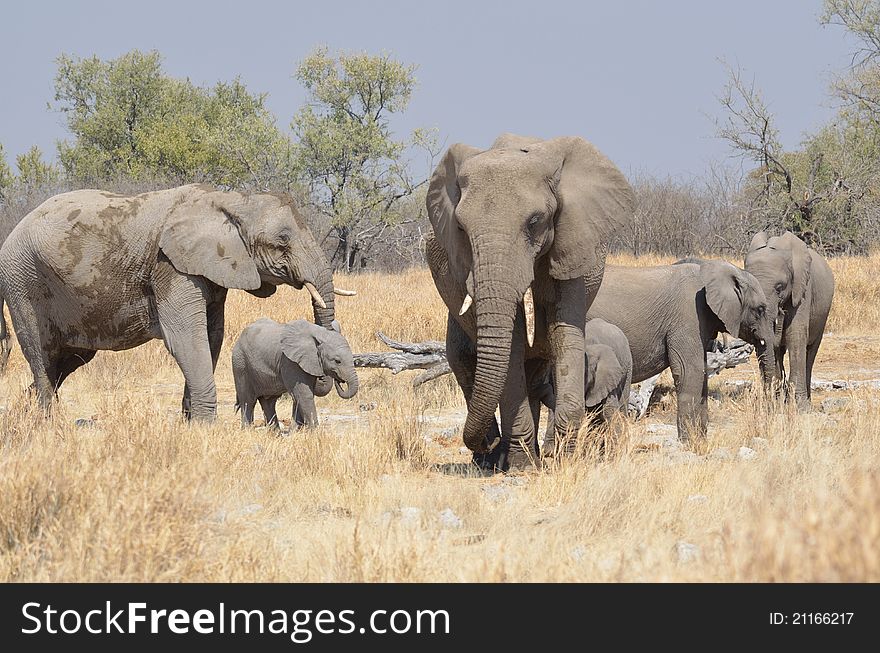 Herd of mother and calf elephants. Herd of mother and calf elephants