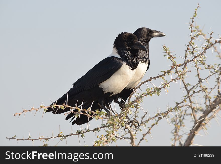 Pair of african pied crows