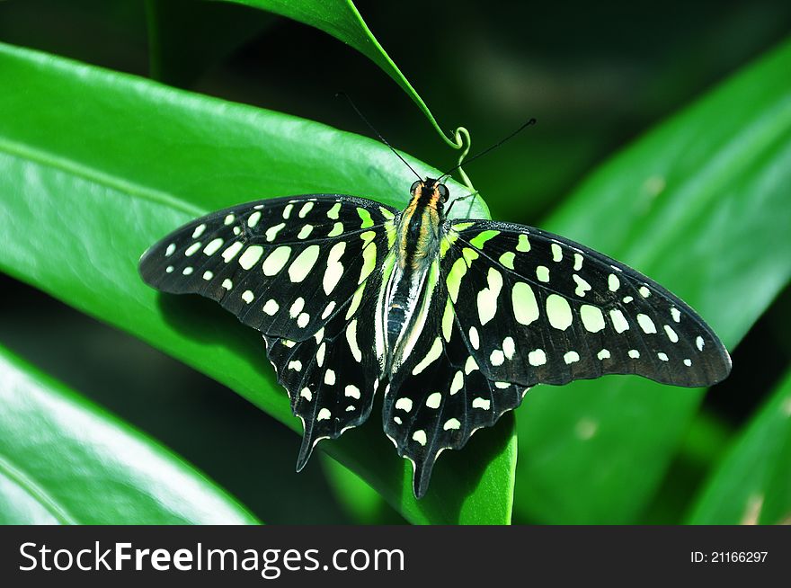 After emergimg,a tailed jay butterfly dries its wings on a nearby plant on a sunny day. After emergimg,a tailed jay butterfly dries its wings on a nearby plant on a sunny day.