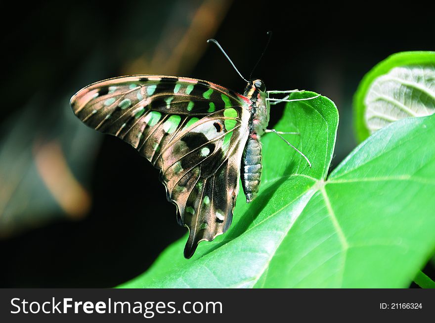 A butterfly waits its turn before take off. A butterfly waits its turn before take off.