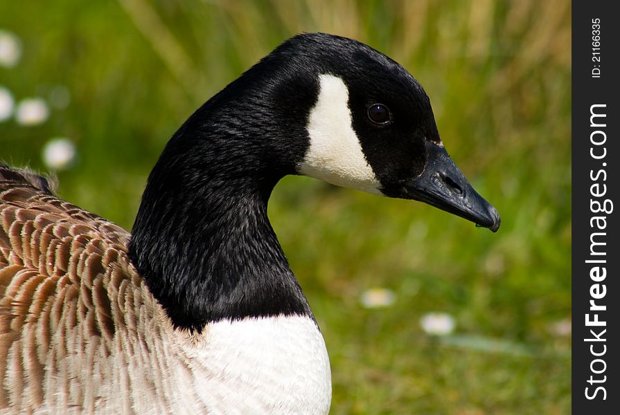 View of a Canadian Goose in summer