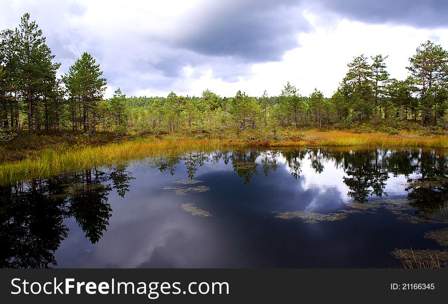 Small swamp lake at cloudy day and trees