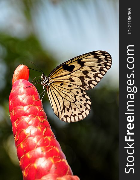 A red plant attracts a tree nymph butterflies curiosity. A red plant attracts a tree nymph butterflies curiosity.