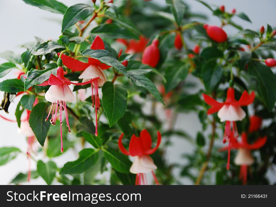 Beautiful red and white flower Fuchsia