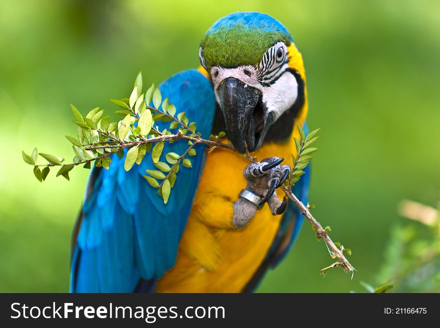 Ara ararauna parrot holding a twig