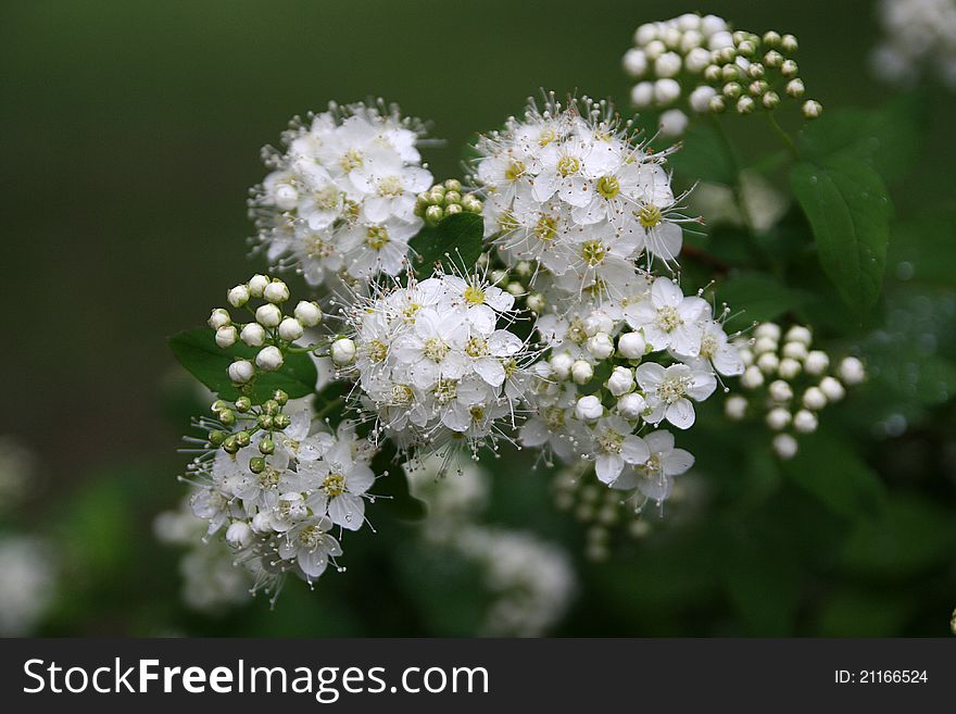 Group of white innocent flowers. Group of white innocent flowers