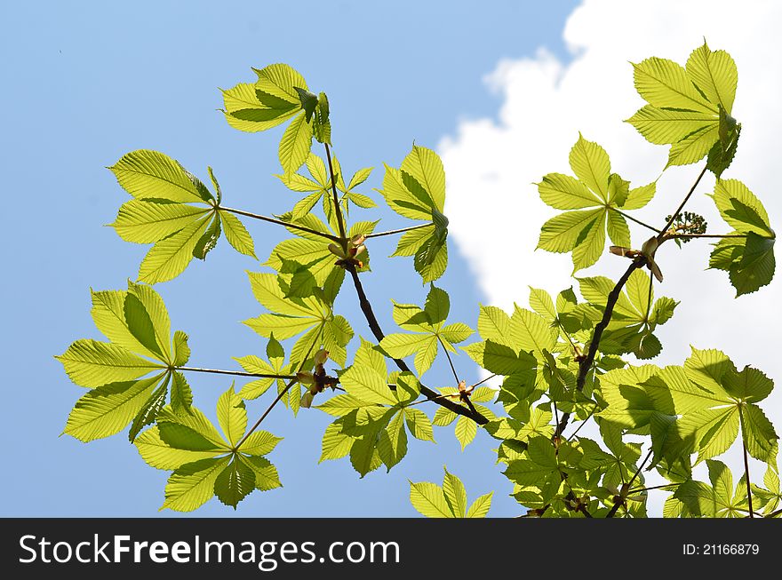 Chestnut leafs flying in the sky above clouds