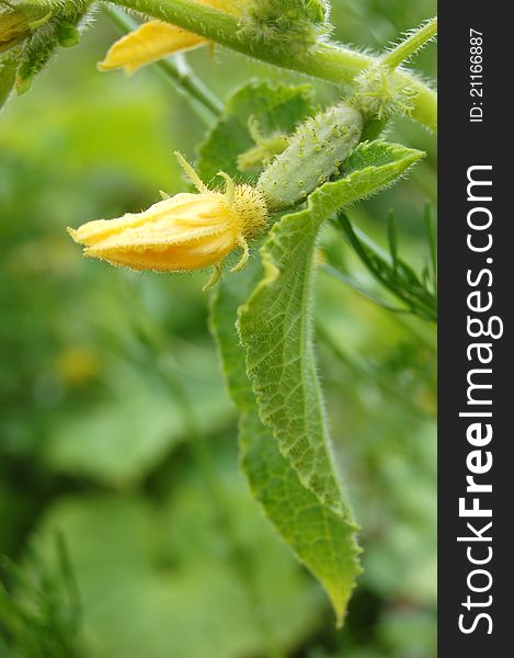 Growing cucumber in the garden. Growing cucumber in the garden